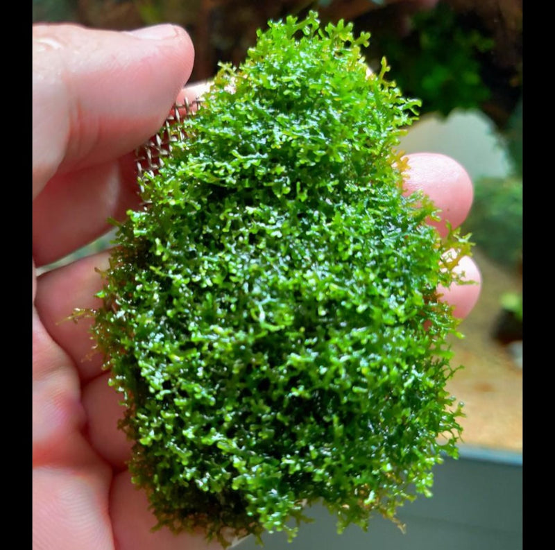 Coral Pelia (Ricciadia Chamedryfolia) (on rock) - Fresh N Marine