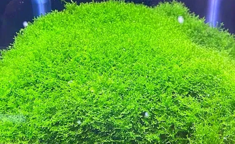 Coral Pelia (Ricciadia Chamedryfolia) (Packet)
