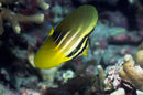 Pacific Sailfin Tang (Zebrasoma veliferum) - Fresh N Marine