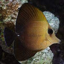 Brown/Scopas Tang (Zebrasoma Scopas) - Fresh N Marine