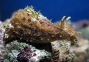 Sea Hare (Dolabella Auricularia) - Fresh N Marine