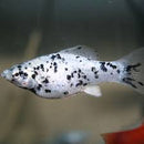 Silver Marble Molly (Poecilia latipinna) - Fresh N Marine