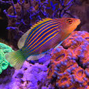 Six Line Wrasse (Pseudocheilinus hexataenia) - Fresh N Marine