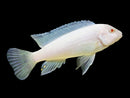 Snow White Socolofi Cichlid (Pseudotropheus socolofi) - Fresh N Marine