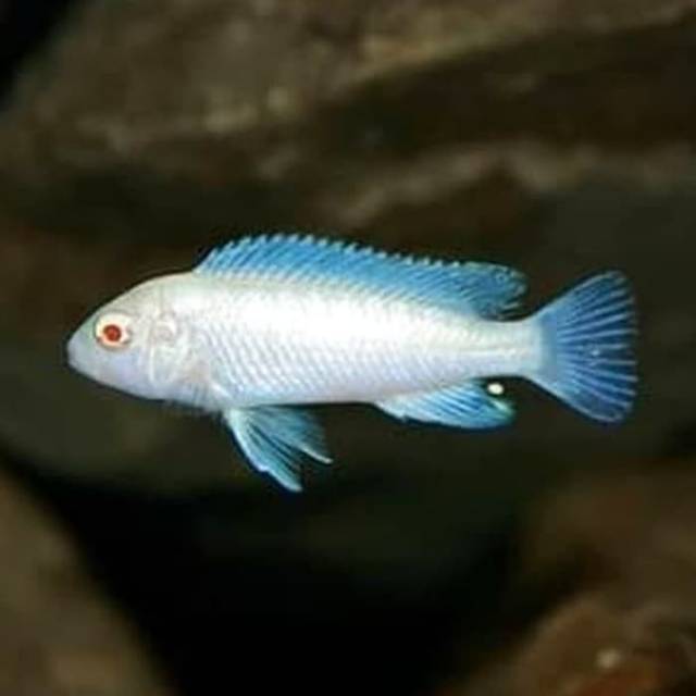 Snow White Socolofi Cichlid (Pseudotropheus socolofi) (5pcs) | Fresh N ...