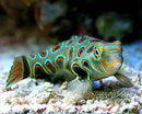 Spotted Mandarin (Synchiropus picturatus) - Fresh N Marine