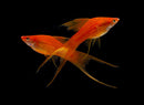 Red Swordtail (Xiphophorous hellerii) - Fresh N Marine