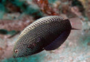 Black Leopard Wrasse (Macropharyngodon negrosensis) - Fresh N Marine