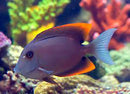 Tomini Tang (Ctenochaetus tominiensis) - Fresh N Marine
