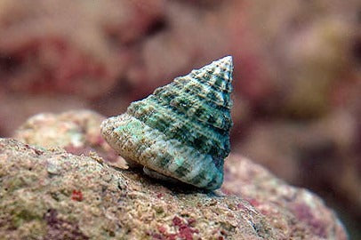 Turbo Snail (Tectus fenestratus) - Fresh N Marine