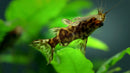 Upside Down Catfish (Synodontis nigriventris) - Fresh N Marine