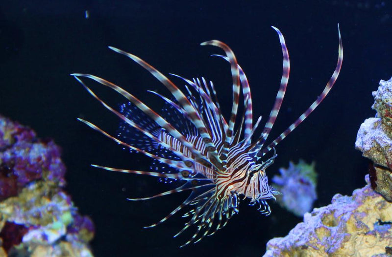 Black Peacock/Volitan Lionfish (Pterois volitans) - Fresh N Marine