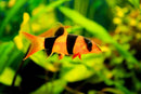 Clown Loach (Chromobotia macracanthus) - Fresh N Marine