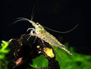 Yamato Shrimp (Caridina multidentata) - Fresh N Marine