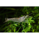 Yamato Shrimp (Amano) - Fresh N Marine
