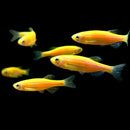 Yellow Zebra Danio (Brachydanio rerio) - Fresh N Marine