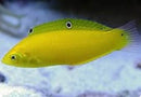 Yellow Wrasse (Halichoeres chrysus) - Fresh N Marine
