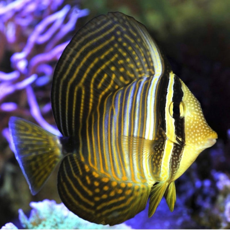 Red Sea Sailfin Tang (Zebrasoma desjardinii) - Fresh N Marine