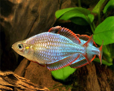 Dwarf Neon Rainbowfish (Melanotaenia Praecox) - Fresh N Marine