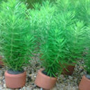 Pogostemon Erectus - Fresh N Marine