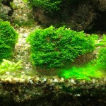 Mini Pelia (Small Rock) - Fresh N Marine