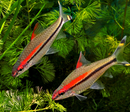 Denison Barb (Sahyadria denisonii) - Fresh N Marine