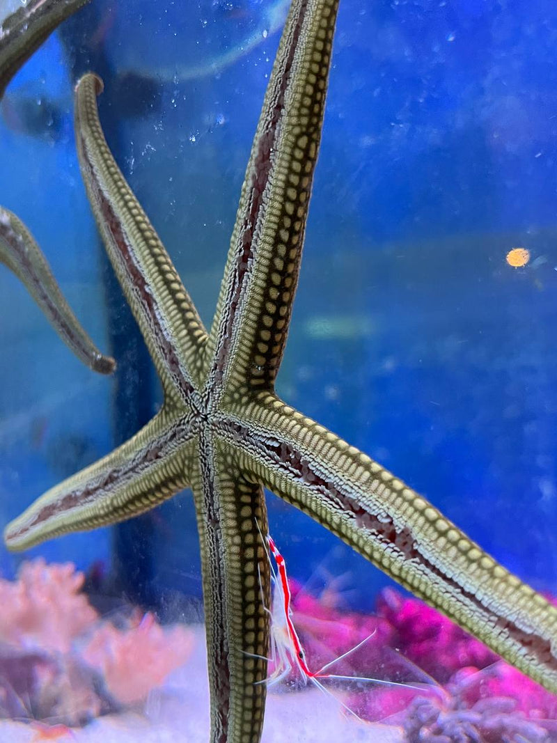 Green Star Fish - Fresh N Marine