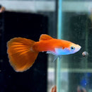 Red Moscow Guppy - Fresh N Marine