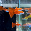 Red Moscow Guppy - Fresh N Marine