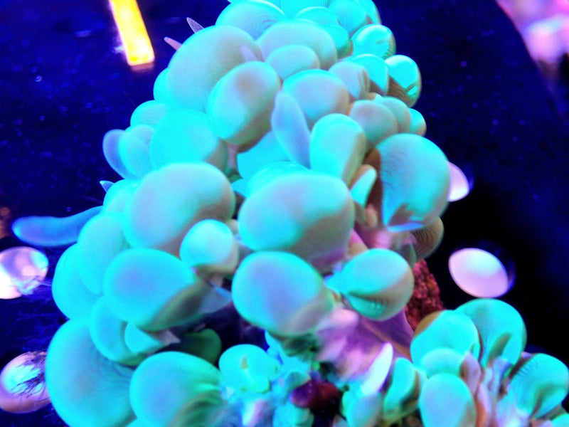Green Bubble Coral Plerogyra - Fresh N Marine