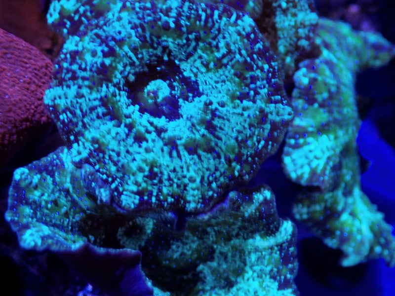 Green Discosoma Mushroom Coral - Fresh N Marine