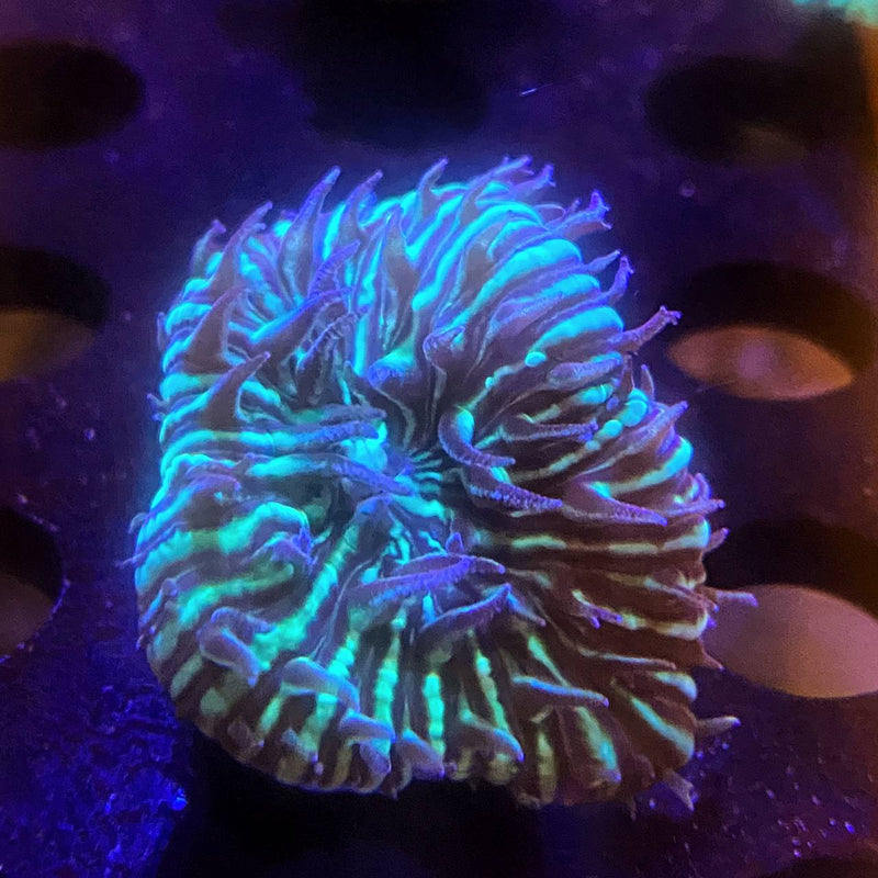 Green Short Tentacle Plate Coral - Fresh N Marine