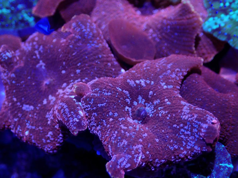Red Discosoma Mushroom Coral - Fresh N Marine