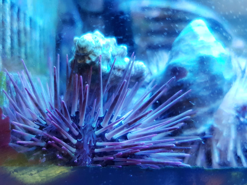 Colour Pencil Sea Urchin (Echinothrix Calamaris) - Fresh N Marine