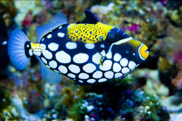 Clown triggerfish (Balistoides conspicillum) - Fresh N Marine