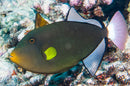 Pink Tail Trigger (Melichthys Vidua) - Fresh N Marine