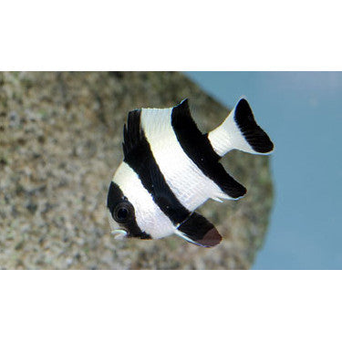 Four Stripe Damsel (Dascyllus melanurus) - Fresh N Marine