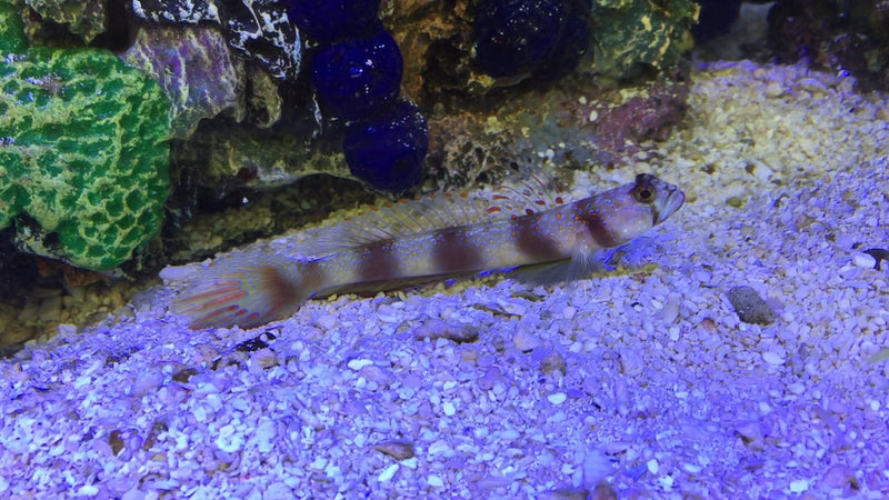 Wide Barred Shrimp Goby (Amblyeleotris Latifasciata) - Fresh N Marine