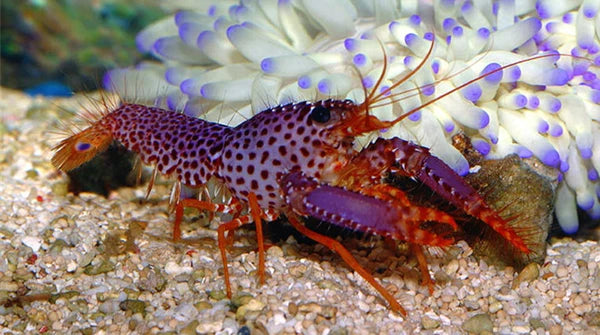 Purple Reef Lobster (Enoplometopus Debelius) - Fresh N Marine