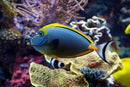 Blonde Naso Tang (Naso elegans) - Fresh N Marine