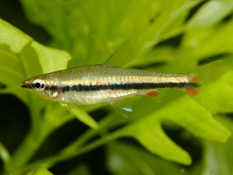 One Lined Pencilfish (Nannostomus unifasciatus) - Fresh N Marine