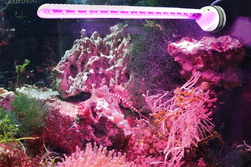 Tunze LED Eco Chic Refugium - Fresh N Marine