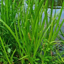 Acorus Calamus - Fresh N Marine