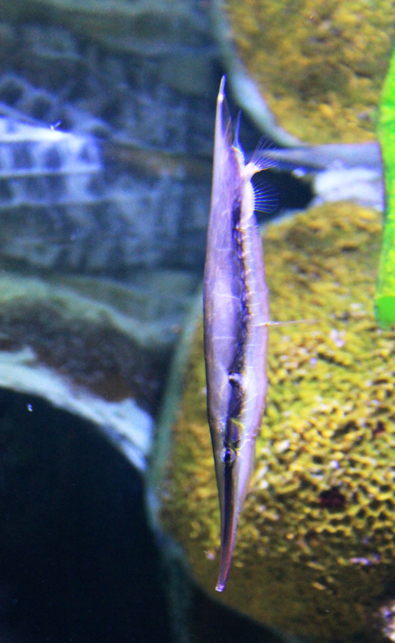 Razorfish (Aeoliscus strigatus) Fresh N Marine