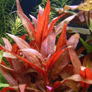 Alternanthera reineckii (pot) - Fresh N Marine