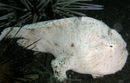 Fishing Frogfish (Antennarius Hispidus) - Fresh N Marine