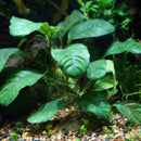 Anubias coffeefolia - Fresh N Marine