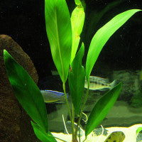 Anubias lanceolata - Fresh N Marine