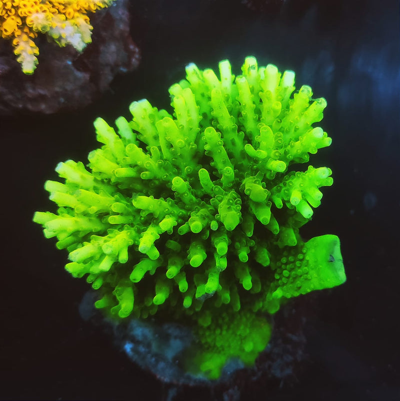 WYSIWYG Acropora efflorescens (Green) (600) - Fresh N Marine