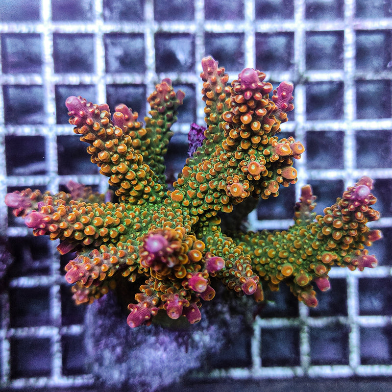WYSIWYG Acropora divaricata (Green w Pink Tips) (620) - Fresh N Marine
